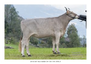 20161201 Koni MAEDI CH 120.1181.5392.3 13x18